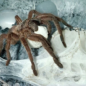 Tarantula / Bird-eating Spider - at nest carrying egg cocoon