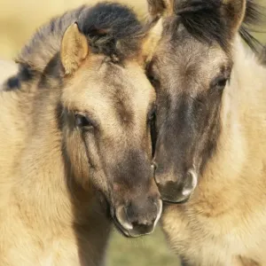 Tarpan Wild Horses CK 2318 Redgrave & Lopham Fen National Reserve, Suffolk, UK. © Chris Knights / ARDEA LONDON Tarpan Wild Horses CK 2318 Redgrave & Lopham Fen National Reserve, Suffolk, UK. © Chris Knights / ARDEA LONDON