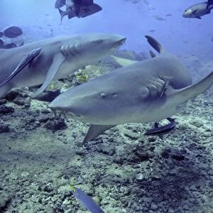 Tawney Nurse / Sleeper Sharks - Harmless unless molested Shark Reef Fiji Islands