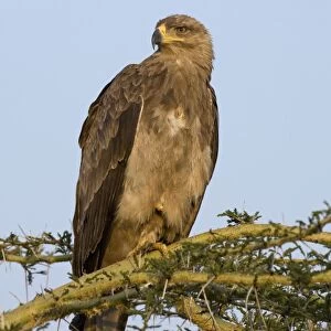 Tawny Eagle - Masai Mara Reserve, Kenya