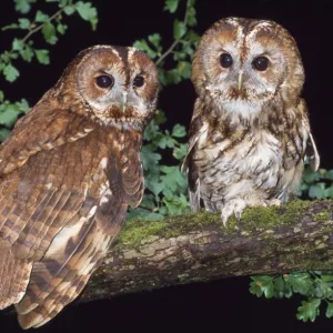 Tawny Owl