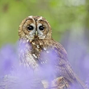 Tawny Owl - in bluebell wood - Bedfordshire - UK 007167