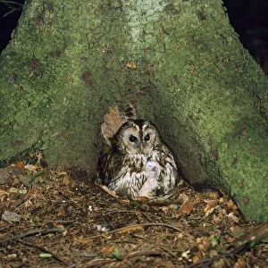 Tawny Owl - with two chicks & food