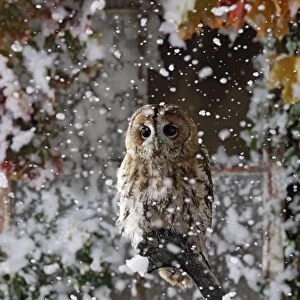 Tawny owl - in falling snow near barn Bedfordshire UK 006471