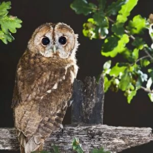 Tawny owl - on fence Bedfordshire UK