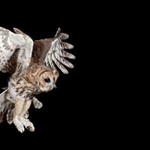 Tawny owl - in flight Bedfordshire uk 006228