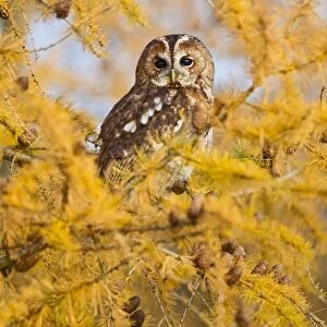 Tawny Owl - in larch tree in Autumn - controlled conditions 11519