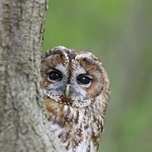 Tawny Owl - looking around tree - Bedfordshire - UK 007119