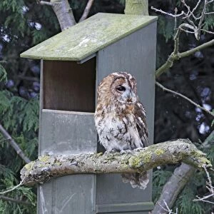 Tawny Owl - near nest box - Bedfordshire - UK 006966