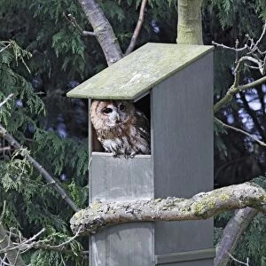 Tawny Owl - in nest box - Bedfordshire - UK 006963