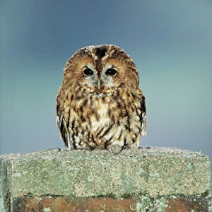 Tawny Owl - nesting in chimney, Lower Saxony, Germany