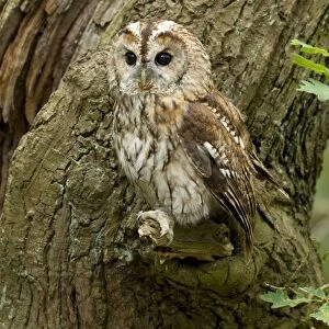 Tawny Owl - perched on a small branch on the side of an oak tree - August - Cannock Chase - Staffordshire- England