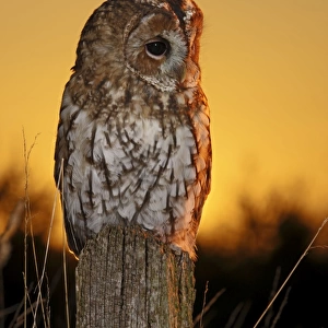 Tawny Owl - on post at sunset - Bedfordshire UK 008103