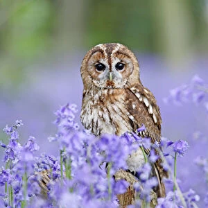 Tawny Owl - on stump in bluebell wood - Bedfordshire - UK 007291