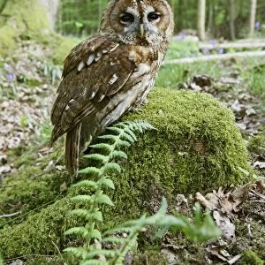 Tawny Owl - on stump in woodland - Bedfordshire - UK 007172