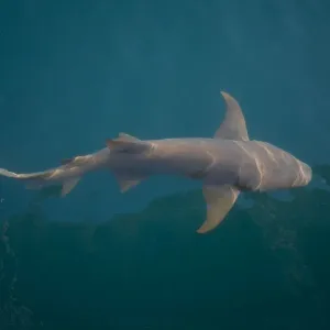 Tawny Shark - Off Raft Point Kimberley coast, Western Australia. Feeds on Blue Sprats and described as clumsy and inoffensive Tawny Shark - Off Raft Point Kimberley coast, Western Australia. Feeds on Blue Sprats and described as clumsy and inoffensive