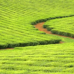 Tea Plantation - brightly green tea bushes stretch over a hilly landscape. Because of their even cut, they form a symmetric pattern - Atherton Tablelands, Queensland, Australia Tea Plantation - brightly green tea bushes stretch over a hilly landscape. Because of their even cut, they form a symmetric pattern - Atherton Tablelands, Queensland, Australia