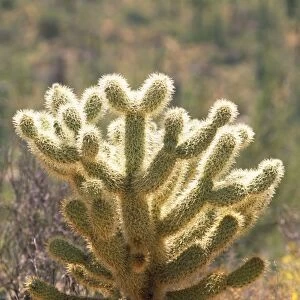 Teddy Bear Cholla Cactus Arizona, USA