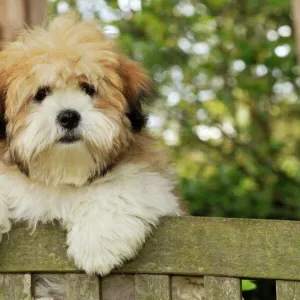 Teddy Bear dog