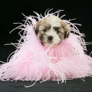 Teddy Bear Dog - puppy (8 weeks old) with black background and pink scarf Teddy Bear Dog - puppy (8 weeks old) with black background and pink scarf