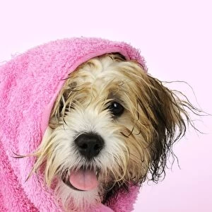 Teddy Bear dog - wet, wrapped in a towel Manipulation: background colour changed