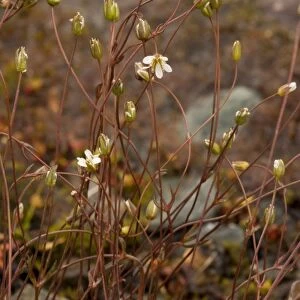 Teesdale sandwort (Minuartia stricta) - extremely rare in UK, only in Teesdale