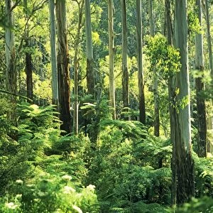 Temperate rainforest with Mountain Ash and Tree Ferns (Cyathea australis) - Tarra - Bulga National Park - East Gippsland - Victoria - Australia JPF52202