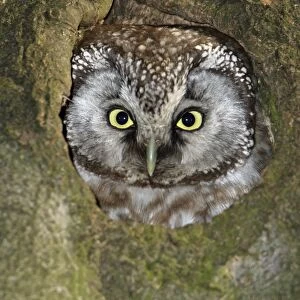 Tengmalm's Owl - at nest entrance, Lower Saxony, Germany
