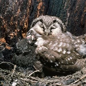 Tengmalms Owl - sleeping with young in nest