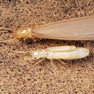 Termites Adult & nymph