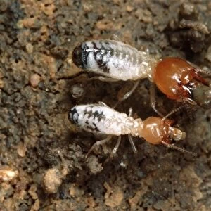 Termites - building a wall. Zambia