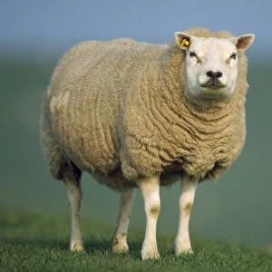 Texel Sheep - ewe