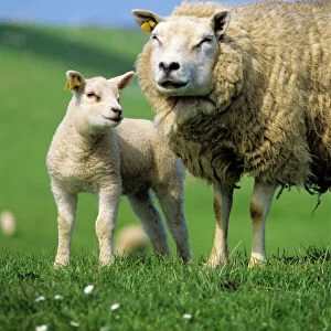 Texel Sheep - ewe with lamb on meadow Isle of Texel, Holland