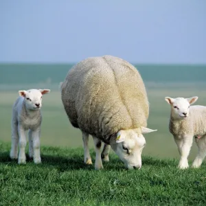 Texel Sheep - ewe with twin lambs, Island of Texel, Holland