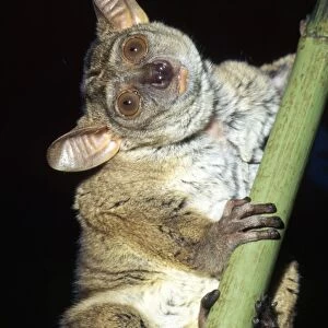 Thick-tailed Bushbaby - dry forests East and South Africa