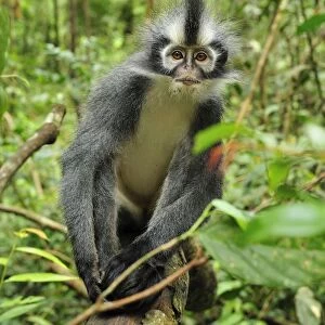 Thomas's Langur / Thomas's Leaf Monkey - Gunung Leuser National Park - Northern Sumatra - Indonesia