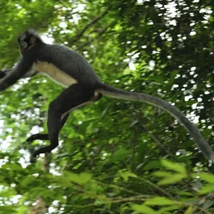 Thomas's Langur / Thomas's Leaf Monkey - jumping - Gunung Leuser National Park - Northern Sumatra - Indonesia Thomas's Langur / Thomas's Leaf Monkey - jumping - Gunung Leuser National Park - Northern Sumatra - Indonesia