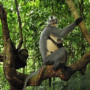 Thomas's Langur / Thomas's Leaf Monkey - mother with baby - Gunung Leuser National Park - Northern Sumatra - Indonesia