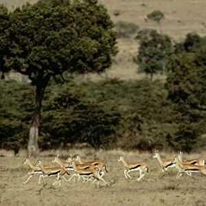 Thomson's Gazelle Herd of Gazelles running Kenya, Africa