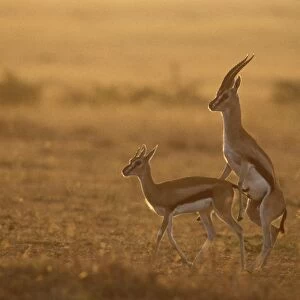 Thomson's Gazelle - mating at sunrise, Masai Mara National Reserve, Kenya JFL05963