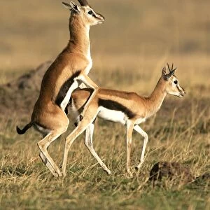 Thomson's Gazelle - pair mating. Maasai Mara National Park - Kenya - Africa