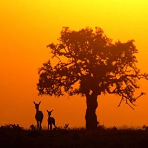 Thomson's Gazelle - Silhouette against orange sky Maasai Mara, Kenya, Africa
