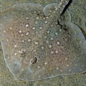 Thornback Ray buried in sand on the sea bed. North Sea and Mediterranean