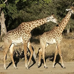 Thornicroft's Giraffe - two. South Luangwa Valley National Park - Zambia - Africa. Endemic subspecies of South Luangwa Valley National Park is geographically isolated from any other giraffe species