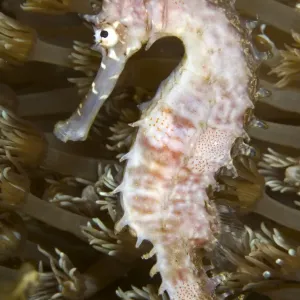 Thorny Seahorse - Indonesia Thorny Seahorse - Indonesia