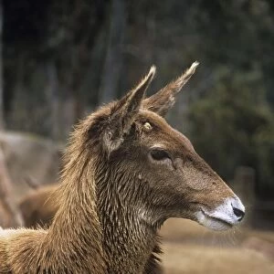 Thorold's / White-lipped Deer - female, showing heavy neck mane 
