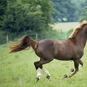 Thoroughbred Cross Arab Horse