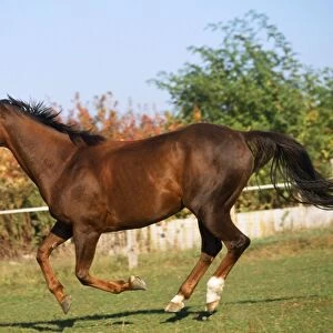 Thoroughbred Horse - pure blood