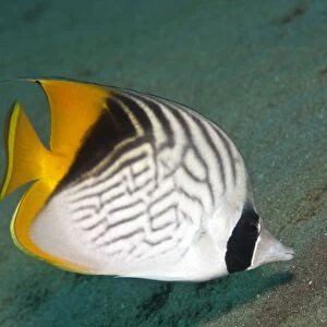 Threadfin Butterflyfish - Red Sea