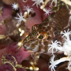 Threadfin Hawkfish - Indonesia Threadfin Hawkfish - Indonesia
